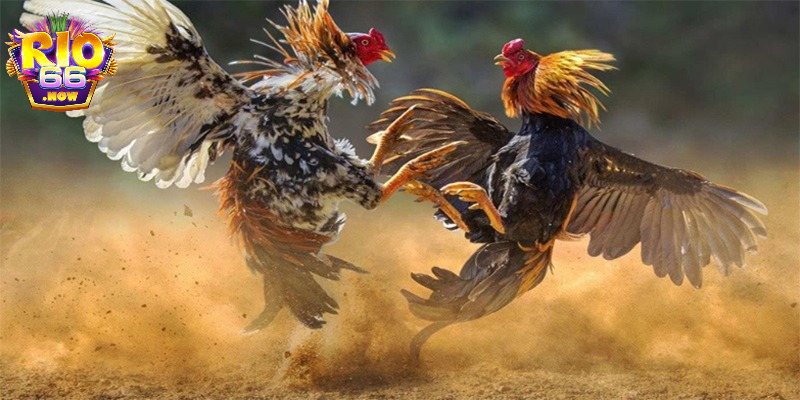 Lý do nên tham gia chọi gà đòn thomo